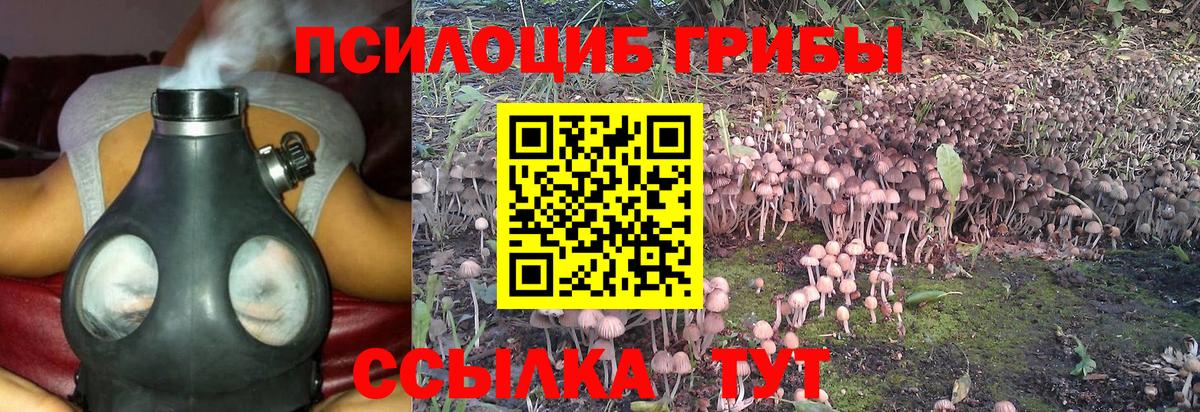 Псилоцибиновые грибы Psilocybe Отрадный